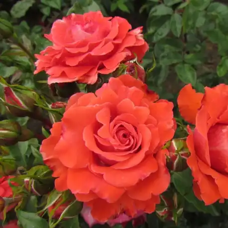 Trandafiri Floribunda - Trandafiri - Special Memories™ - 